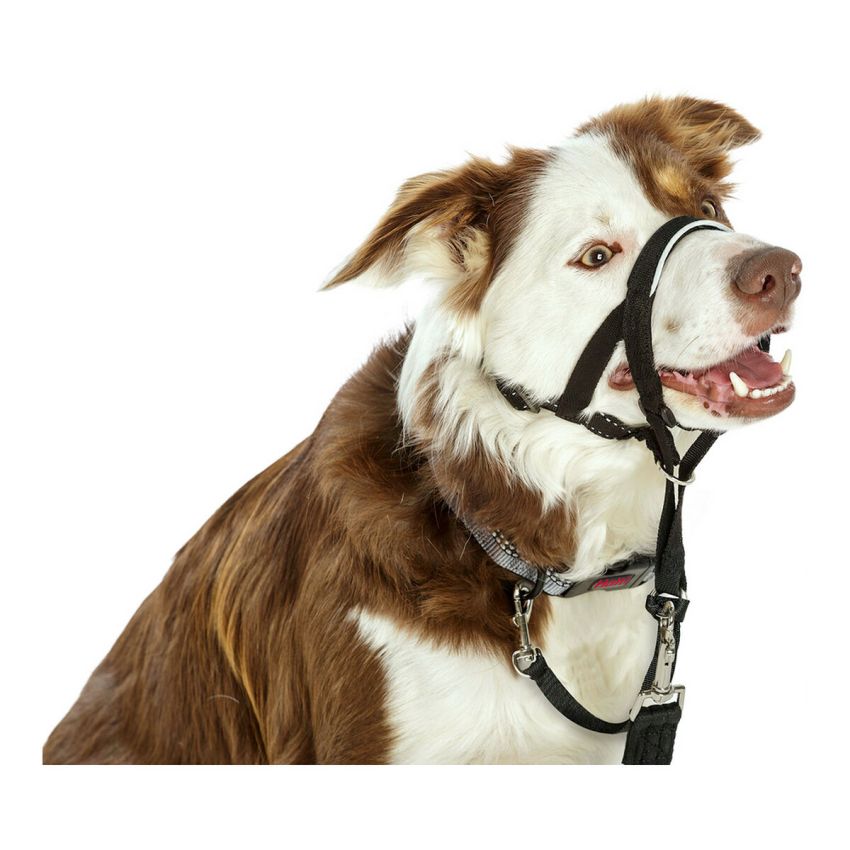Gulerele de dresaj pentru câini Company of Animals Halti Negru Botniță (35-48 cm)