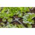 Conector de furtun Gardena 
