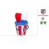 Set de jucării de plajă Colorbaby 18 cm