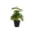 Plantă decorativă DKD Home Decor PVC polipropilenă 20 x 20 x 30 cm