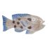 Figură Decorativă DKD Home Decor 40 x 5 x 18 cm Natural Albastru Pește Mediterană