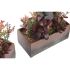 Plantă decorativă DKD Home Decor 19 x 9 x 22 cm Roz Portocaliu Cactus Cauciuc Eva polipropilenă (2 Unități)