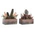 Plantă decorativă DKD Home Decor 19 x 9 x 22 cm Roz Portocaliu Cactus Cauciuc Eva polipropilenă (2 Unități)
