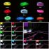 Banda de lumina neon OCC Motorsport 3 m Fibră optică