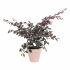 Ghiveci Elho Loft Urban Albastru Rotundă Ø 40 cm
