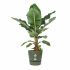 Ghiveci Elho Verde Ø 55 cm Plastic