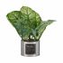 Plantă decorativă Ibergarden HY2-90 Metal Plastic Caladium plantă cu flori 26 x 26 x 26 cm (6 Unități)