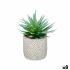 Plantă decorativă Ibergarden QY-H012 Lemn Plastic Цимент Suculent 17 x 21 x 17 cm (8 Unități)