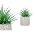 Plantă decorativă Ibergarden QY-H012 Lemn Plastic Цимент Suculent 17 x 21 x 17 cm (8 Unități)