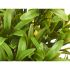 Plantă decorativă Ibergarden 547 Plastic 18 x 35 x 16 cm (6 Unități)