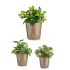 Set de ghivece Ø 14 cm Ø 22 cm Ø 17 cm Cónica 3 Piese Gri Maroniu