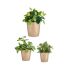 Set de ghivece Ibergarden CONICO-1019 Bej Argilă Cónica Ø 14 cm Ø 22 cm Ø 17 cm 3 Piese